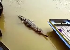 Viral Video Buaya Tertangkap di Sungai Kampar, Hati-Hati Buat Para Nelayan