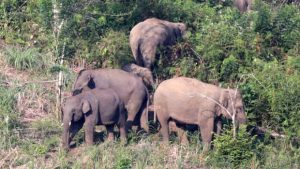 Kawanan Gajah Liar di Kampar Ngamuk di Pemukiman Warga, 3 Rumah dikabarkan Rusak