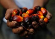 Merangkak Naik, Ini Harga Kelapa Sawit Mitra Plasma di Riau