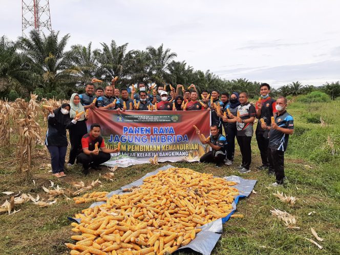 
					Panen jagung hibrida di Lapas Kelas IIA Bangkinang.