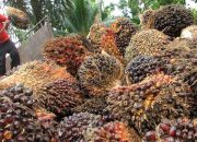 Harga Sawit Mitra Swadaya di Riau Naik, Capai Rp2.929,90 per Kg