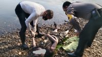 Mayat Pria Bertato Ditemukan di Sungai Kampar, Kasat Reskrim: Indentitas Masih Mr X