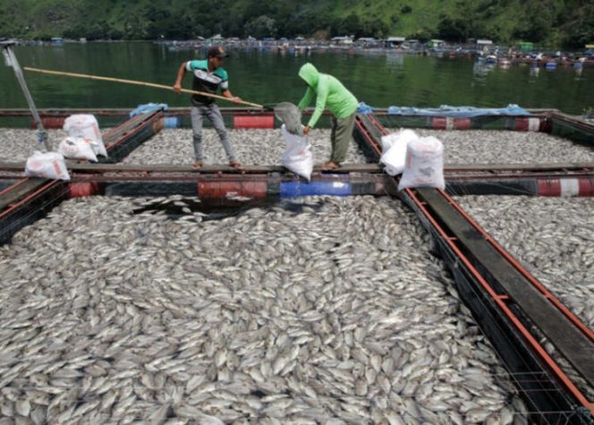 
					Ratusan ton ikan mati di Danau Maninjau (Foto: Antara)