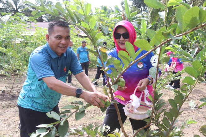 
					Kalapas Bangkinang, Mishbahudin panen Jambu Kristal Hasil Budidaya Warga Binaan.
