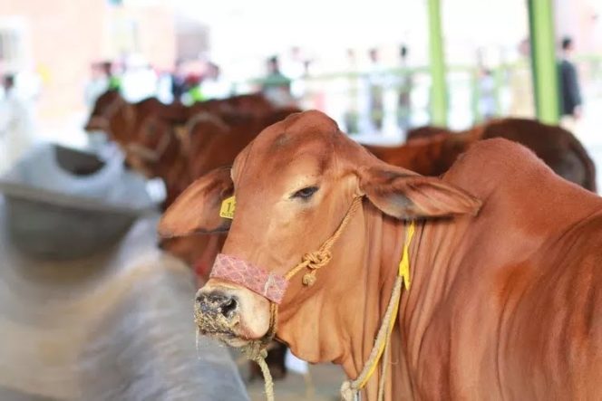 
					Ilustrasi Hewan Kurban (Internet).