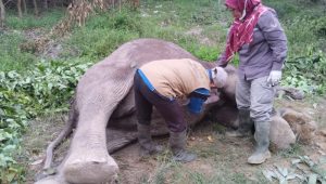 Gajah Liar Ditemukan Mati di TNTN