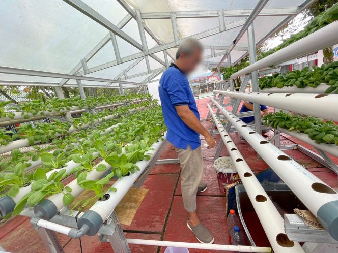 
					Kegiatan bercocok tanam tanaman pakcoy di Lapas Bangkinang.