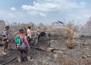 37 Hektare Lahan di Rohil Terbakar, Petugas Gabungan Berjibaku Padamkan Api