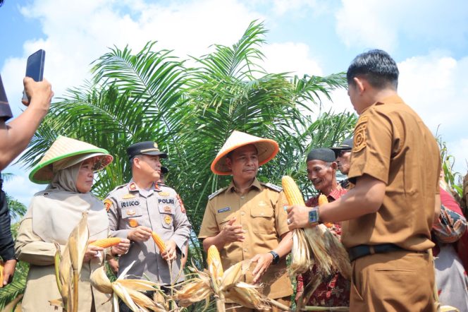 
					Bupati Kampar Ahmad Yuzar tengah memanen jagung di Kecamatan Tapung Hulu. (Foto: Istimewa)