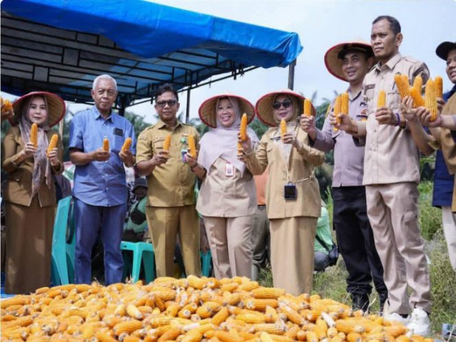 
					Wakil Bupati Kampar Pimpin Panen Jagung Pipil, Dorong Ketahanan Pangan Masyarakat