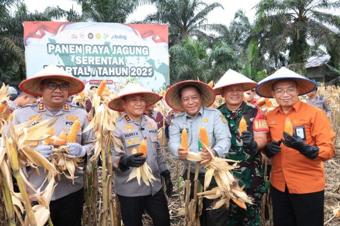 
					Kapolda Riau melakukan panen jagung (Foto: Istimewa)