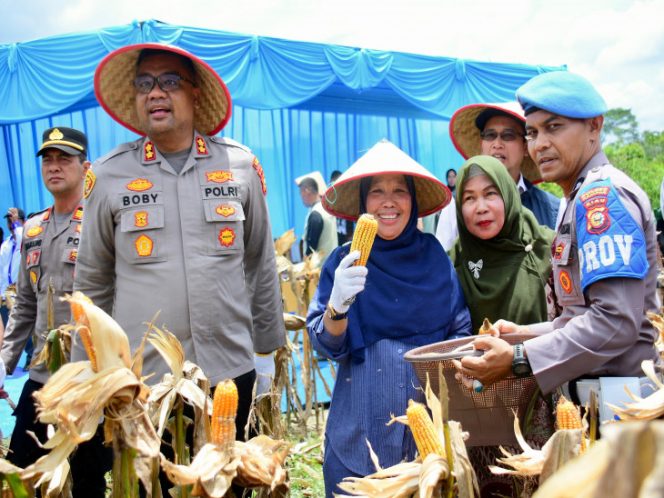 
					Kadis Pertanian Nur Ilahi Ali Pimpin Panen Raya Jagung di Kampar