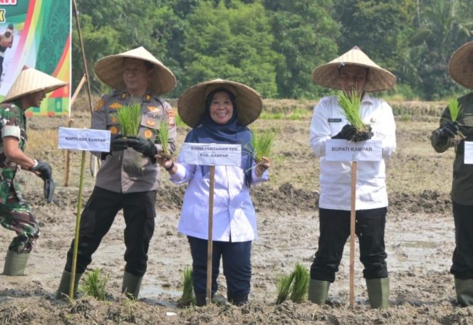 
					Dari Kuok, Kadis Pertanian Kampar Percepat Swasembada Pangan Lewat Gerakan Tanam Padi