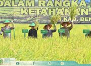 DPRD, Pemkab dan TNI Perkuat Sinergi Wujudkan Ketahanan Pangan Melalui Panen Raya